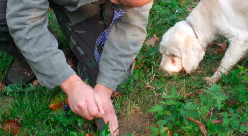 cani da tartufo